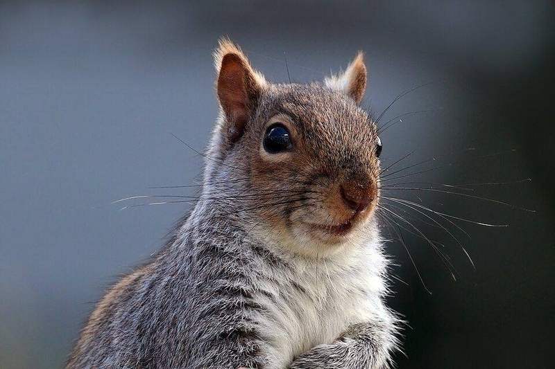 Gray squirrel mid-snack