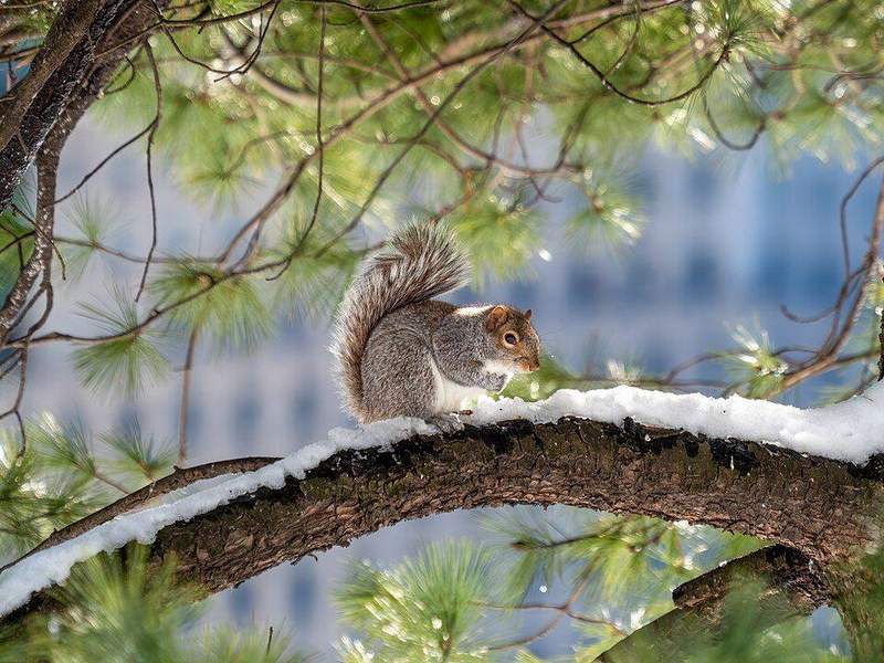 Central Park regular