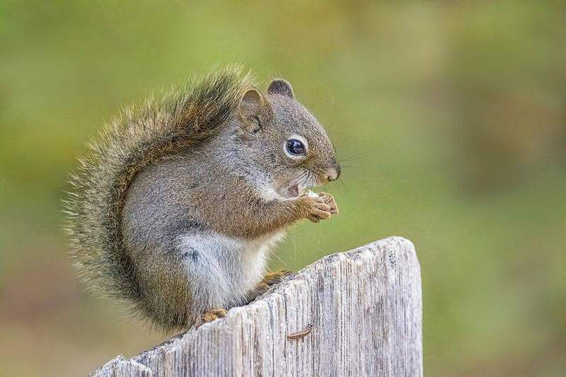 Red squirrel at Moraine Lake