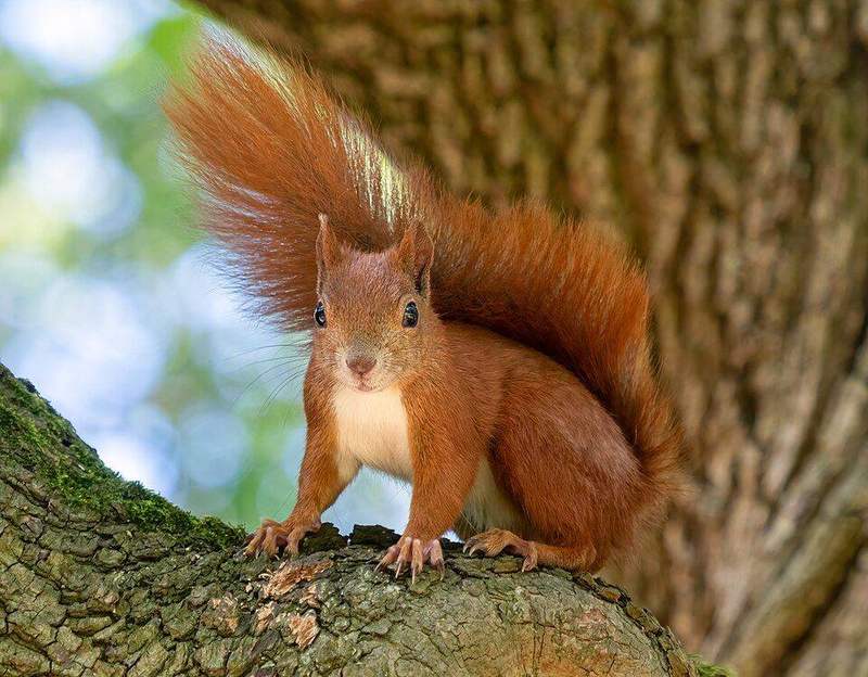 Red squirrel close-up