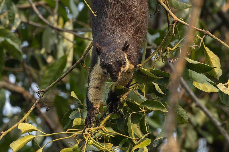 Black giant squirrel, Kaziranga